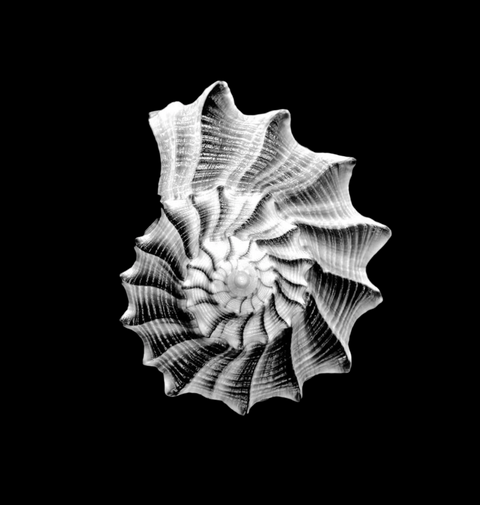 logo design ocean shell